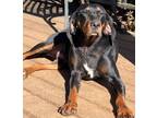 Adopt Stella a Black and Tan Coonhound