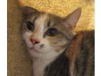 Adopt Rosey Posey a Domestic Short Hair