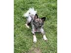 Adopt Nova a German Shepherd Dog, Mixed Breed