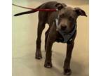Adopt 55901336 a Pit Bull Terrier, Mixed Breed