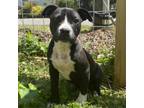 Adopt Maddie a Pit Bull Terrier