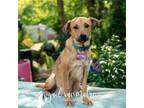 Adopt Solana a Labrador Retriever