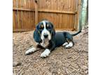Adopt Bouncer a Beagle