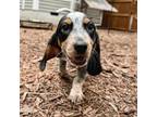 Adopt Caper a Beagle