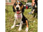Adopt Frolic a Beagle