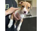 Adopt Kiss a American Staffordshire Terrier