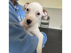 Adopt Kora a American Staffordshire Terrier
