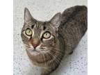 Adopt Brie a Domestic Short Hair