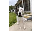 Adopt Miss Sunshine a Pointer, Mixed Breed