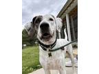 Adopt Miss Sunshine a Pointer, Mixed Breed