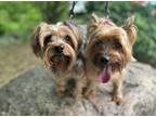 Adopt Lily a Yorkshire Terrier