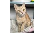 Adopt Cornflower a Domestic Short Hair