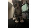 Adopt Chumby's Olive KITTEN a Domestic Short Hair