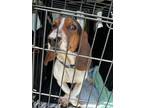 Adopt Roux a Basset Hound