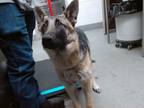 Adopt LULA a German Shepherd Dog, Mixed Breed