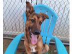 Adopt JAN a German Shepherd Dog, Mixed Breed