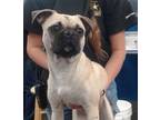 Adopt BUGGIE a Pug, Mixed Breed