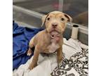 Adopt ROSE FTA a Pit Bull Terrier