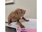 Adopt STEPH FTA a Pit Bull Terrier