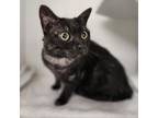 Adopt KITTY a Domestic Short Hair