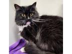 Adopt MISTY a Domestic Long Hair