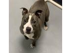 Adopt MIA WALLACE a Pit Bull Terrier