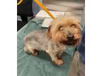 Adopt Harriet a Yorkshire Terrier, Mixed Breed