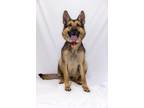 Adopt Kira a German Shepherd Dog, Mixed Breed