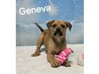 Adopt Geneva a Shepherd, Hound