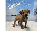 Adopt Selma a Shepherd, Hound