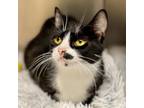 Adopt Norma Jean a Domestic Short Hair