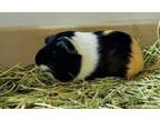 Adopt Robyn a Guinea Pig