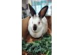 Adopt Little Girl a Bunny Rabbit