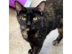 Adopt Molly Maid a Domestic Short Hair