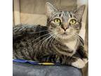 Adopt Princess Lea a Domestic Short Hair