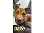 Adopt Daisy a Rhodesian Ridgeback, Mastiff