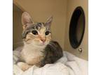 Adopt Maybelle a Domestic Short Hair