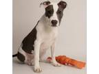 Adopt Harmony a Pit Bull Terrier
