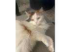 Adopt GINGER(BONDED WITH JAX) a Domestic Short Hair