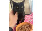 Adopt Cher a Domestic Short Hair