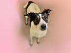 Adopt ISABELLE a Parson Russell Terrier, Mixed Breed