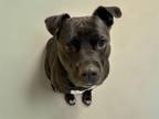 Adopt ROXY a Pit Bull Terrier, Mixed Breed