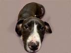 Adopt ASHLEY a Pit Bull Terrier, Mixed Breed