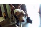 Adopt RANEY a Pit Bull Terrier, Mixed Breed