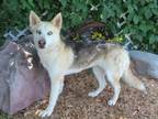 Adopt A430704 a Siberian Husky, Mixed Breed