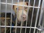 Adopt DAISY a Pit Bull Terrier, Mixed Breed
