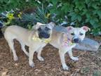 Adopt LULU a Black Mouth Cur, Mixed Breed