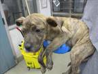 Adopt A430799 a Pit Bull Terrier
