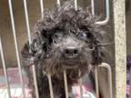 Adopt CURLY TOP a Poodle