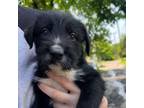 Adopt Sycamore a Great Pyrenees, Black Russian Terrier